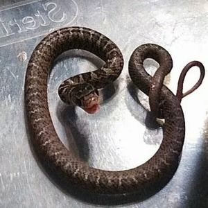 Meet your Posher, Peter